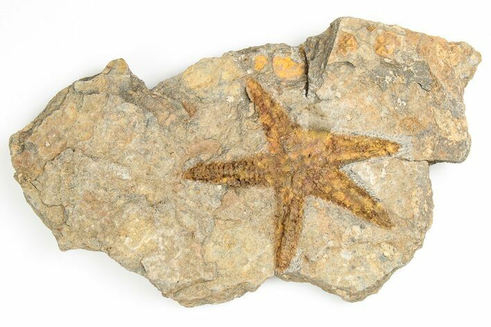 Ordovician Starfish (Petraster?) Fossil - Morocco #193738